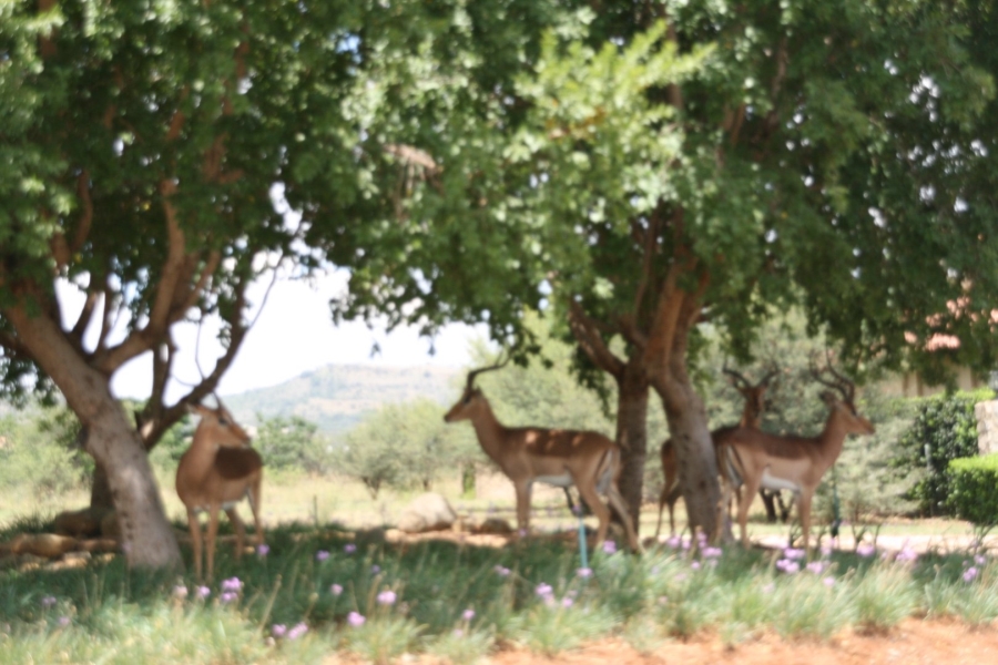 Commercial Property for Sale in La Camargue Private Country Estate North West